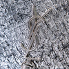 Saint Laurent Python Embossed Metallic Leather Classic Monogram Kate Tassel Wallet on Chain Secondhand